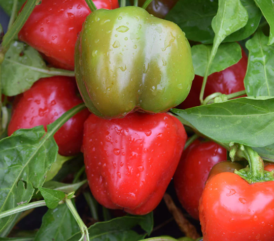 Sweet Pepper Snackabelle 002.png