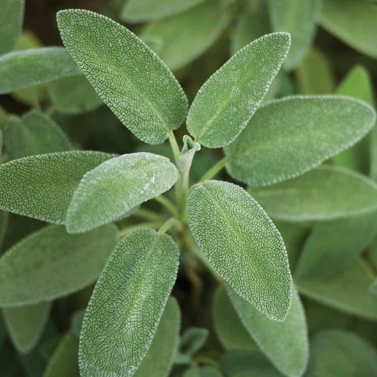 Sage Broad Leaf.png