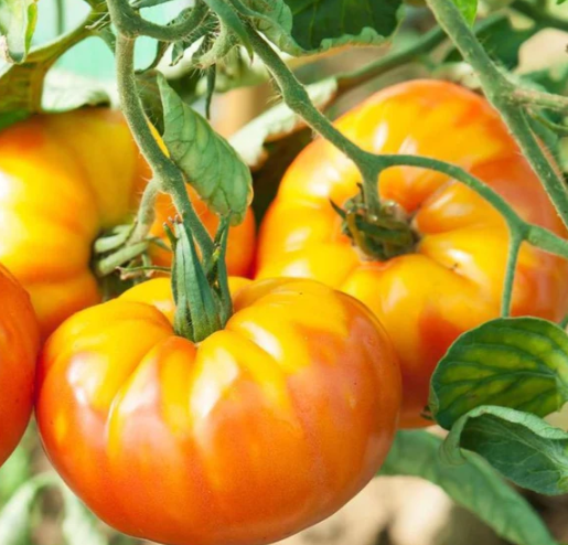 Tomato Pineapple 002.png