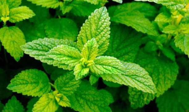 Lemon Balm Common 001.png