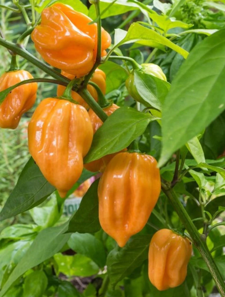 Hot Pepper Habenaro 004.png
