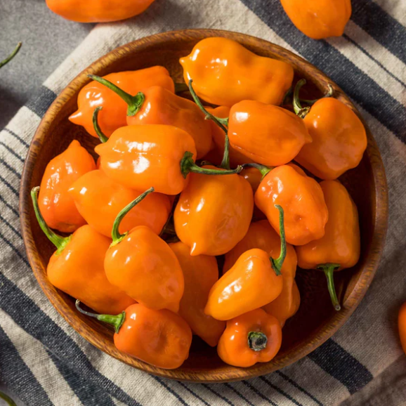 Hot Pepper Habenaro 003.png