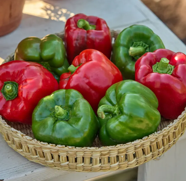 Sweet Pepper California Wonder 003.png