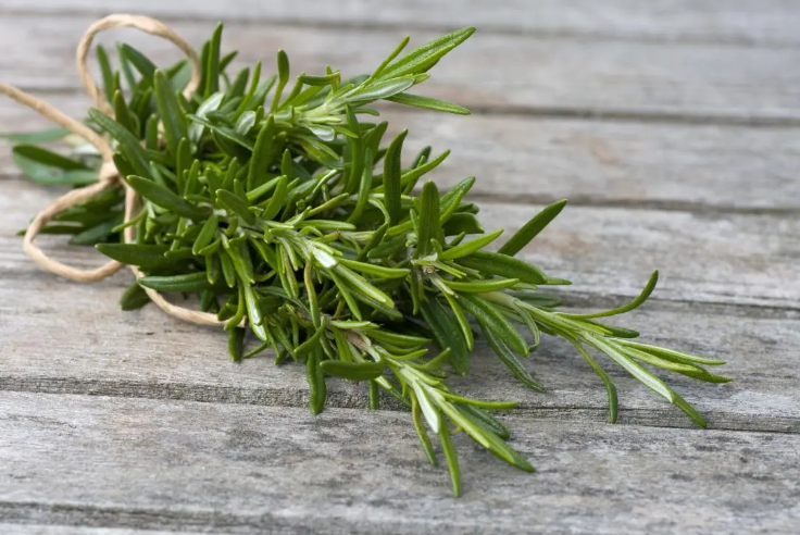Rosemary Common 001.png