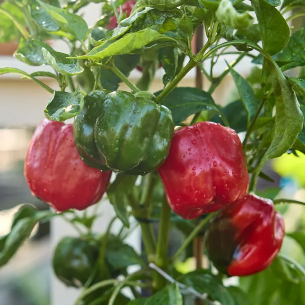 Sweet Pepper California Wonder 004.png