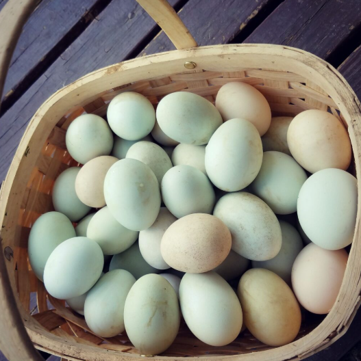 Duck Eggs 001.png