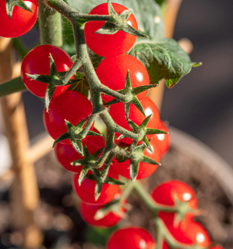 Tomato Bing Cherry 001.png
