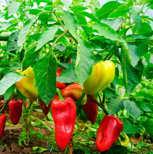 Sweet Pepper Lunch Box 002.png