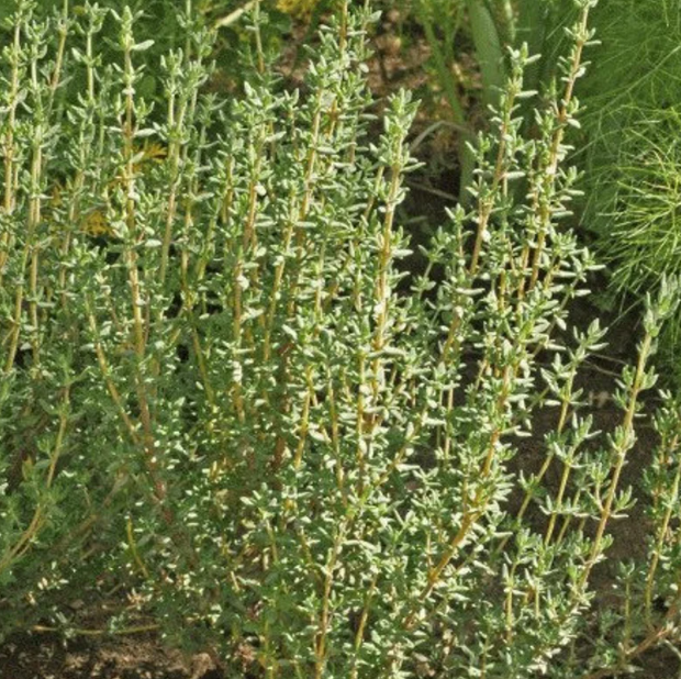 Thyme Common 001.png