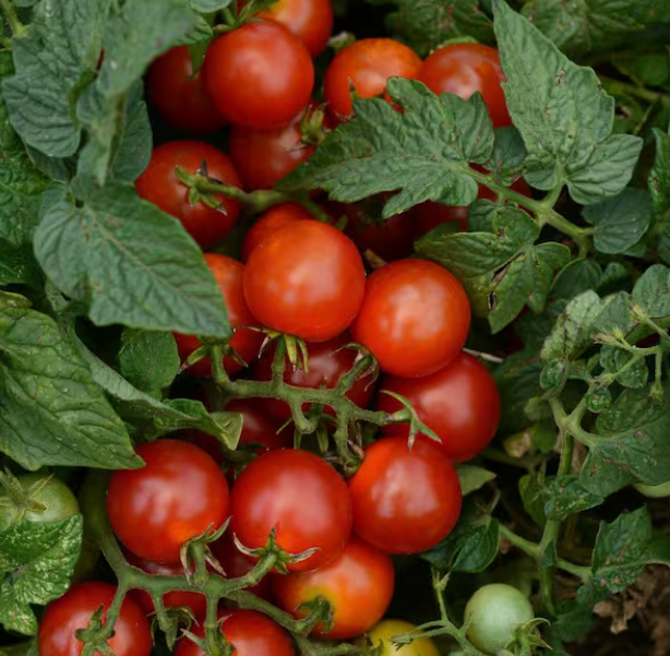 Tomato Bing Cherry 002.png