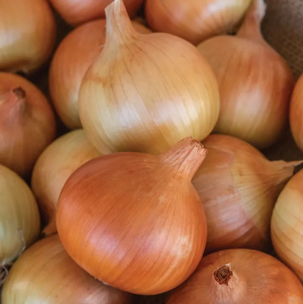 Onion Patterson 001.png