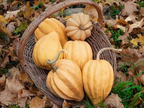 Winter Squash  Thelma Sanders Sweet Potato 002.png