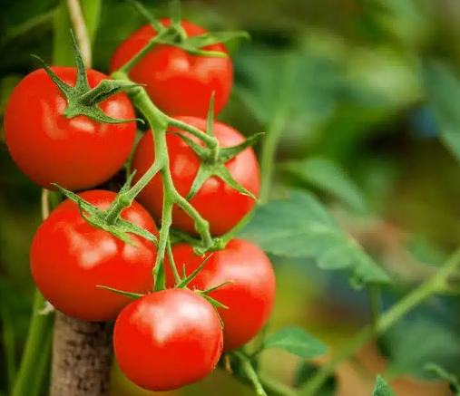 Tomato Large Red Cherry 002.png