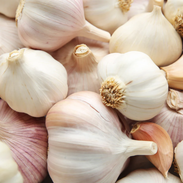 Garlic Music 001.png