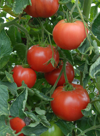 Tomato Steak Sandwich 002.png