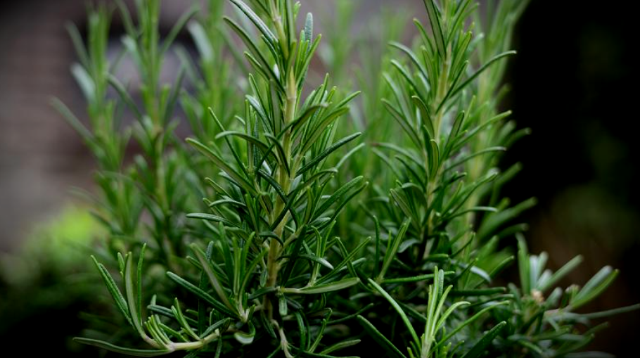 Rosemary Common 002.png