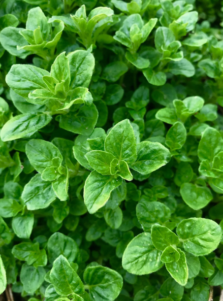 Oregano Vulgare 001.png