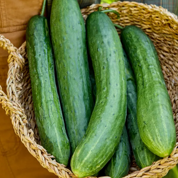 Cucumber Sweet Success 001.png