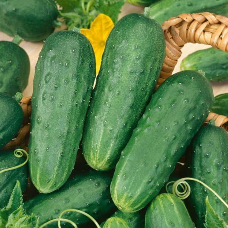 Cucumber Homemade Pickles 001.png