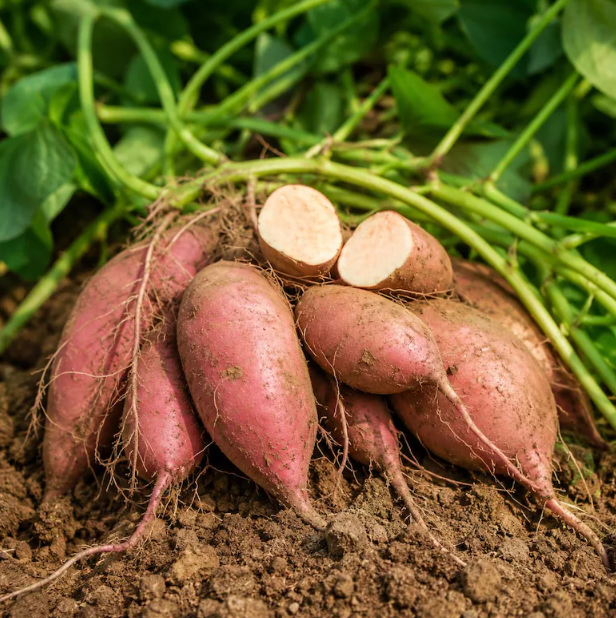 Sweet Potato Georgia Jets 001.png