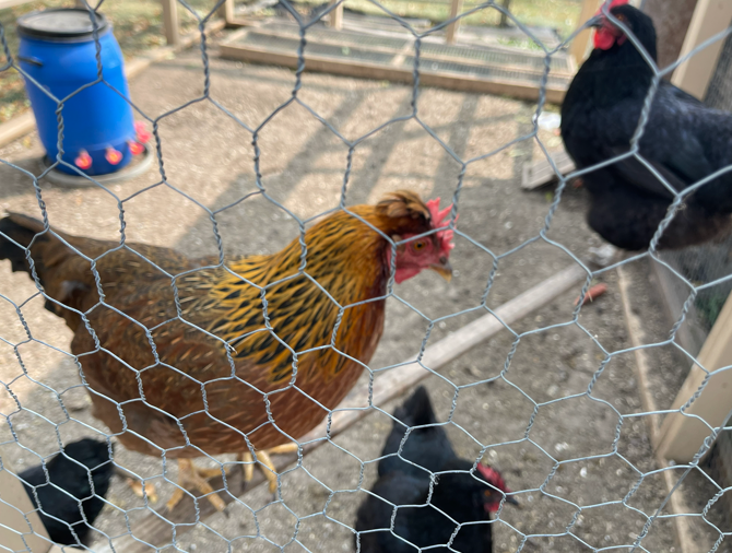 Farm Fresh Chicken Eggs 003.png