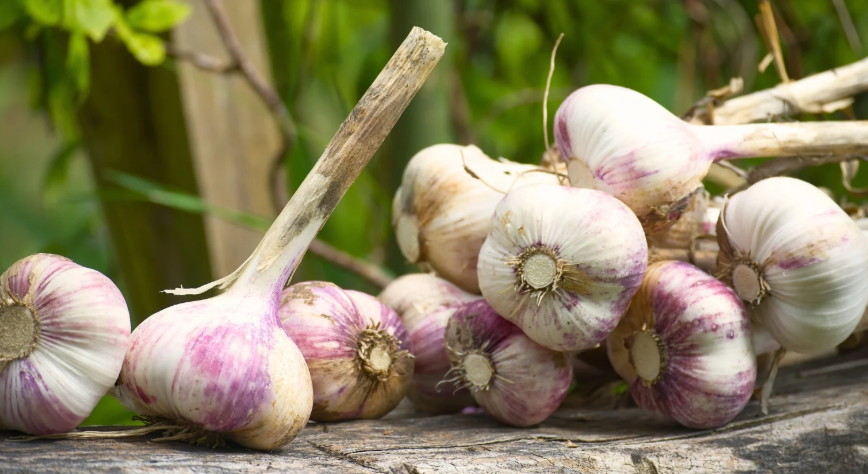 Garlic Music 002.png