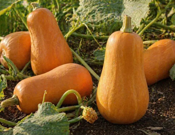 Winter Squash Honey Baby 003.png