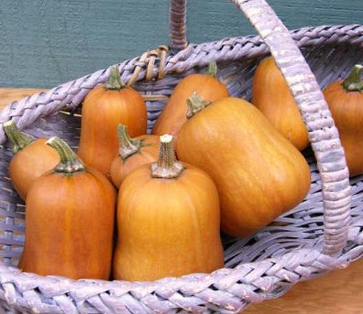 Winter Squash Honey Baby 001.png