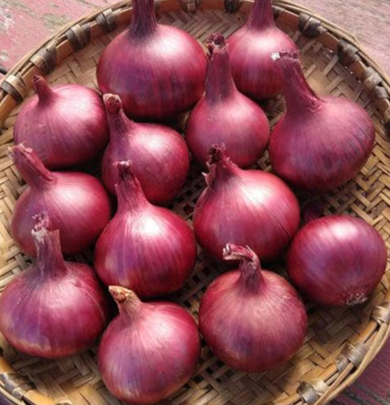 Onion Redwing 001.png