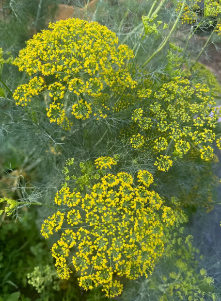 Dill Elephant 002.png