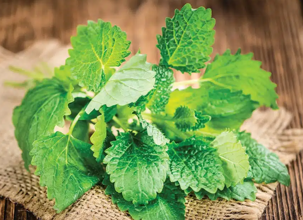 Lemon Balm Common 002.png