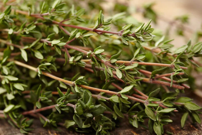 Thyme Common 002.png