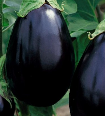 Eggplant Black Beauty 002.png
