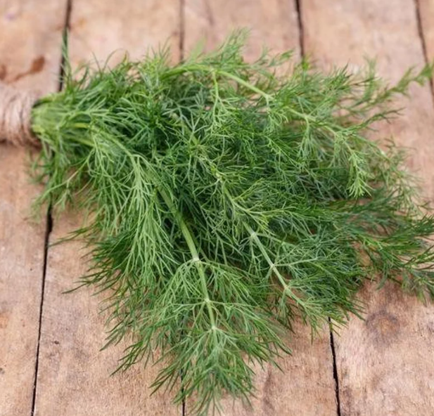 Dill Elephant 001.png