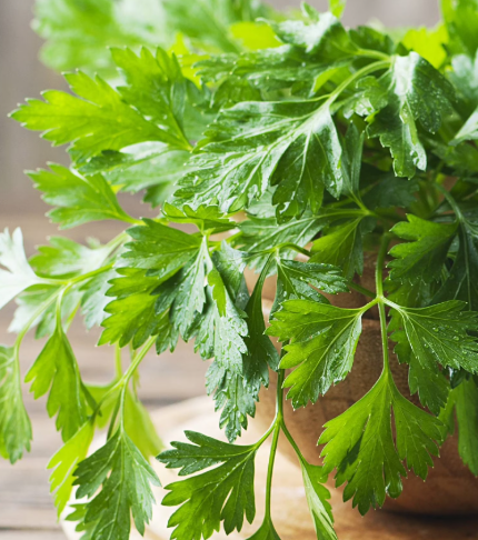 Parsley Flat Italian 002.png