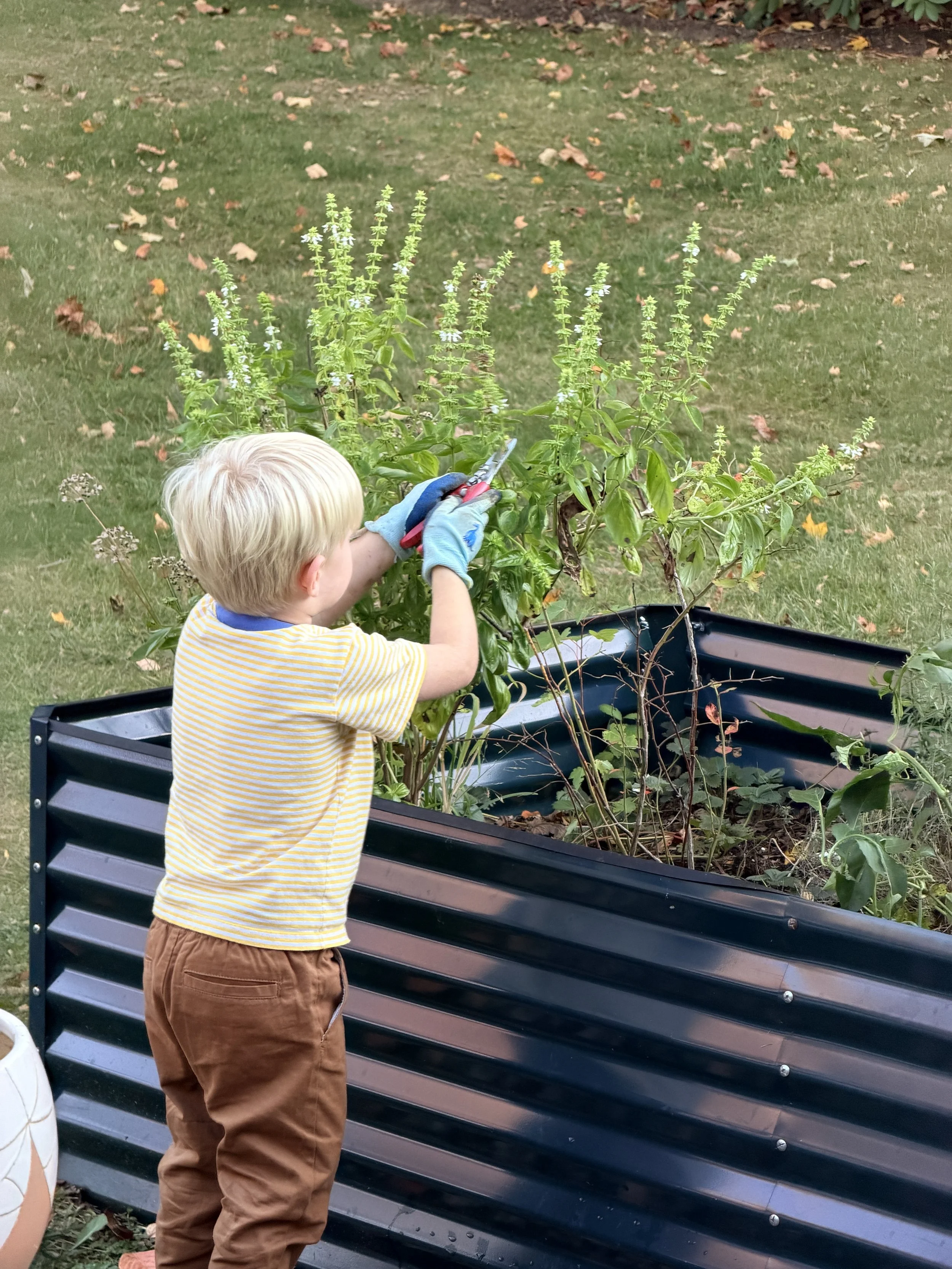A young boy with blonde hair, wearing a yellow striped shirt and brown pants, is trimming a green plant with white flowers in a raised garden bed.