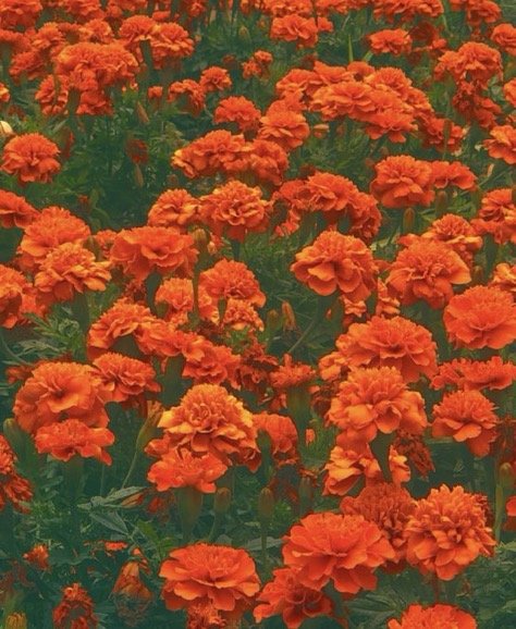 Learning To Love As I Do