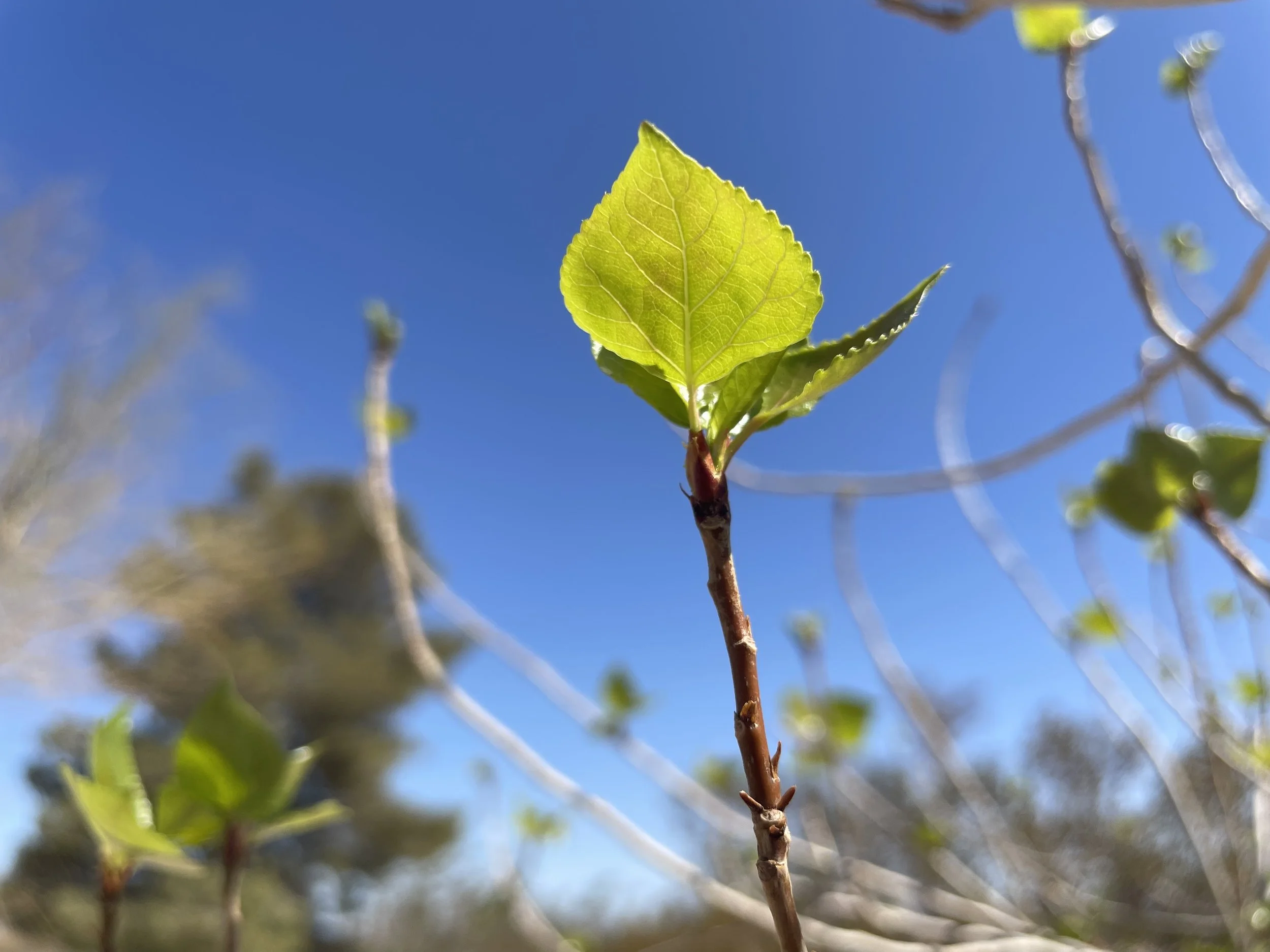 Community Meeting — August ‘25