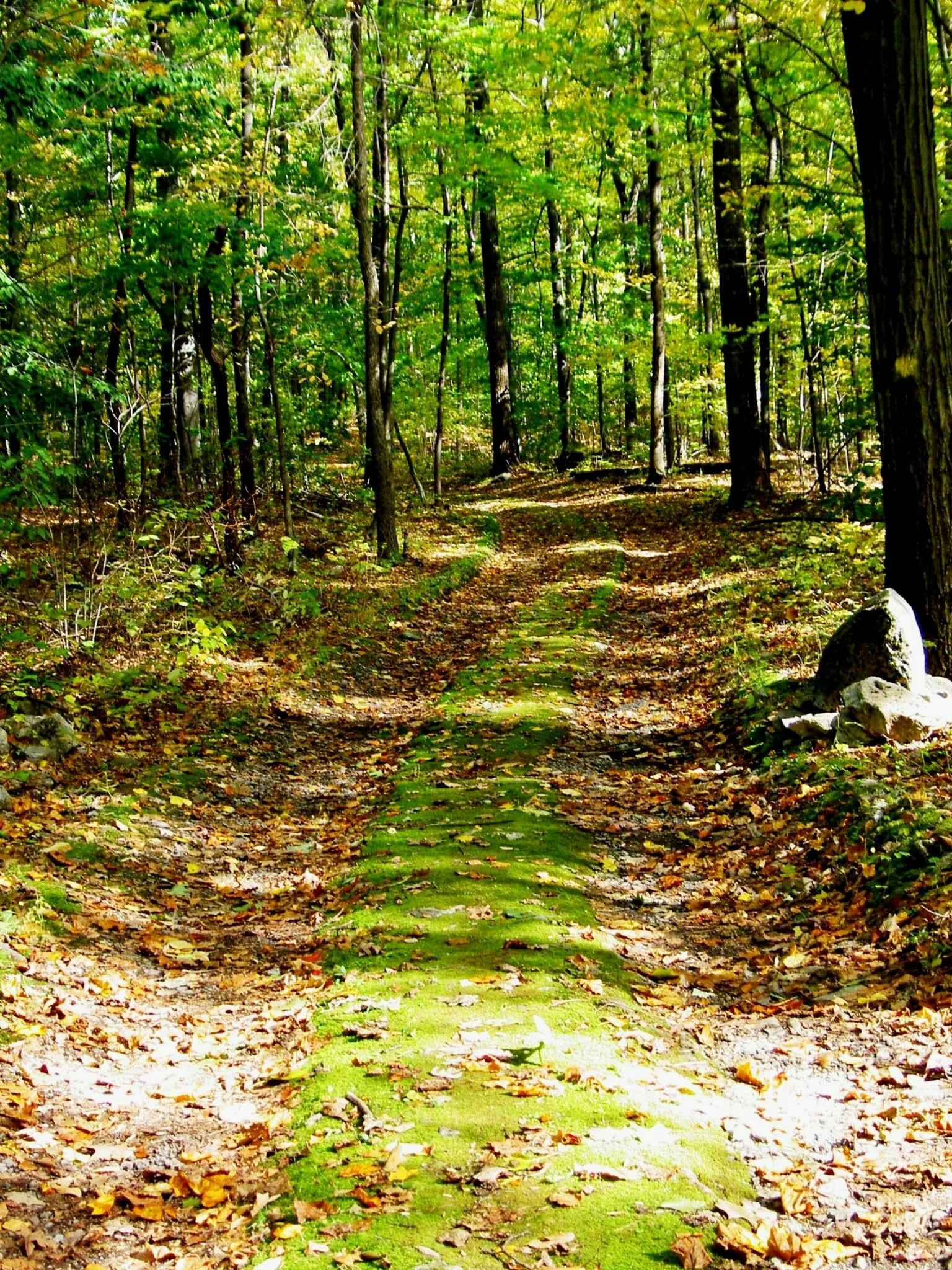 Ancestors Welcome Here: Samhain 2026 Ancestral Lineage Healing in the Woods