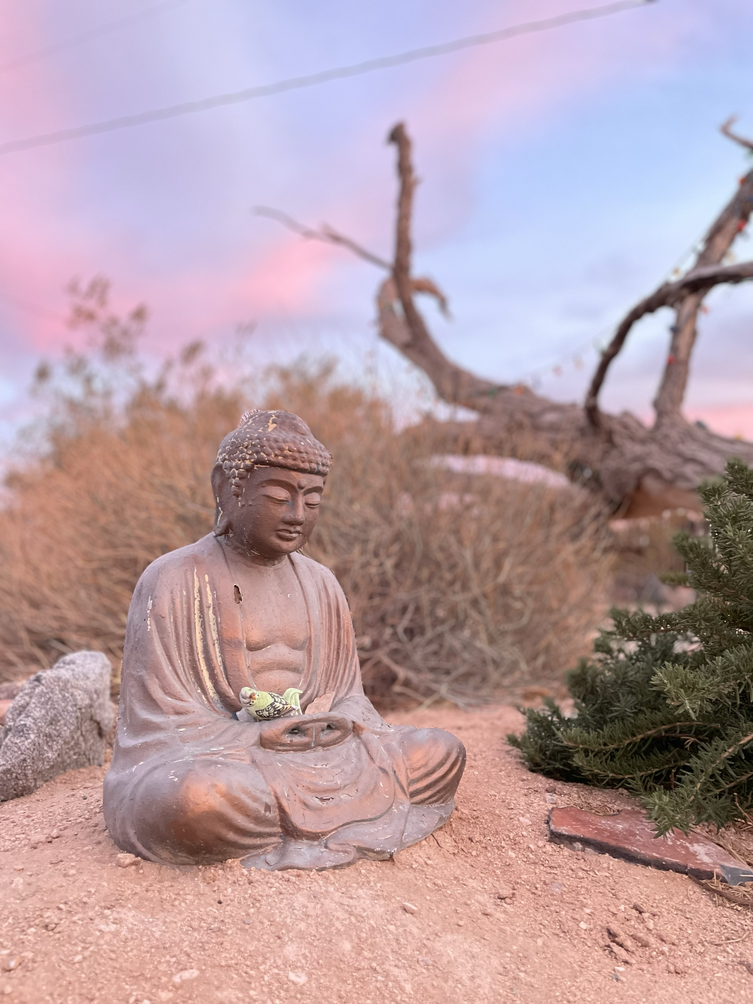 A buddha statue sits next to a rosemary bush and has a plastic budgie in its brass lap. The sky is pastel blue and pink at golden hour in the evening.