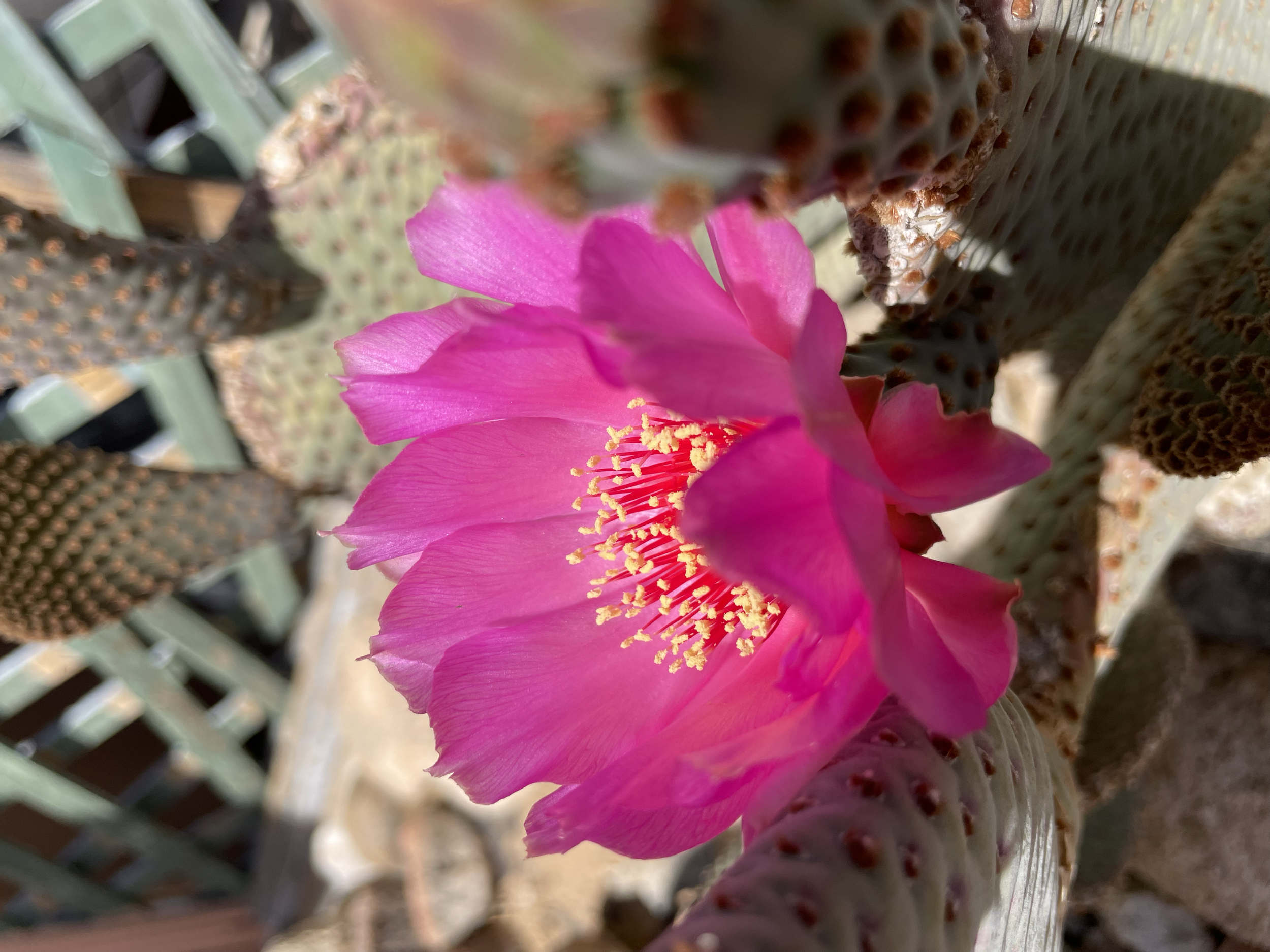 A bright magenta blossom on a cactus at Dhamma Dena