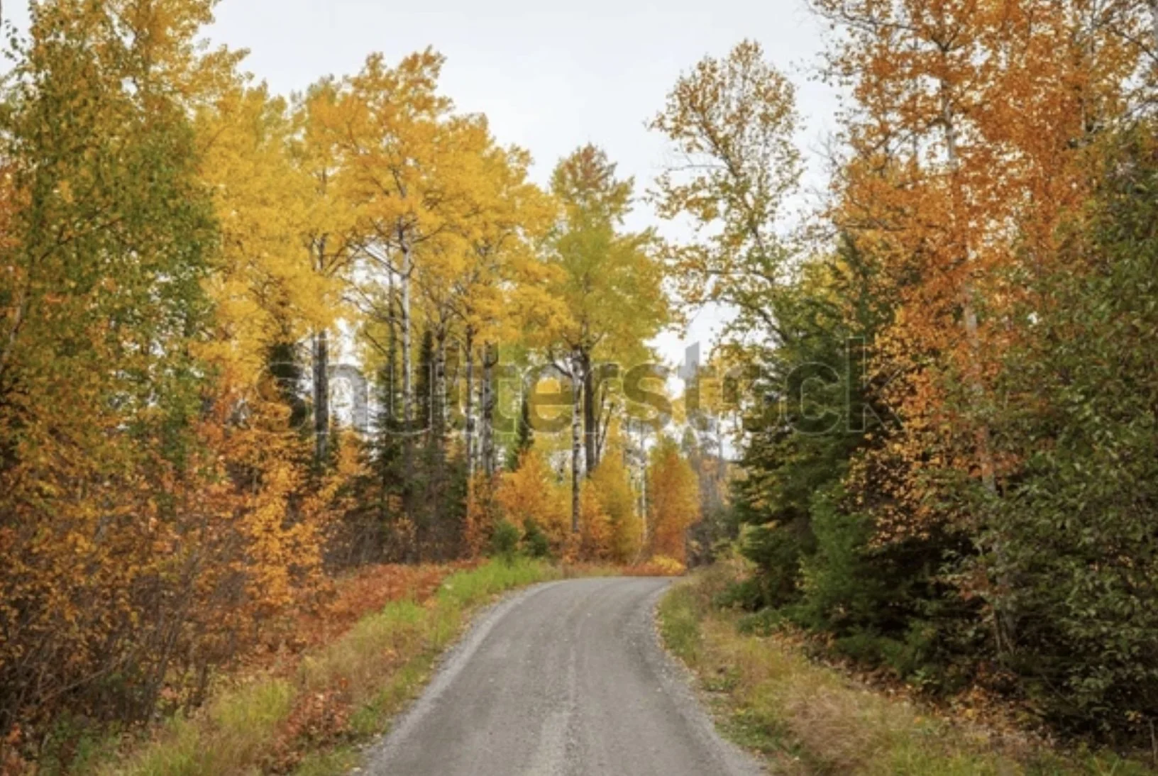 A winding dirt road running through a forest with autumn-colored leaves in shades of yellow, orange, and green.