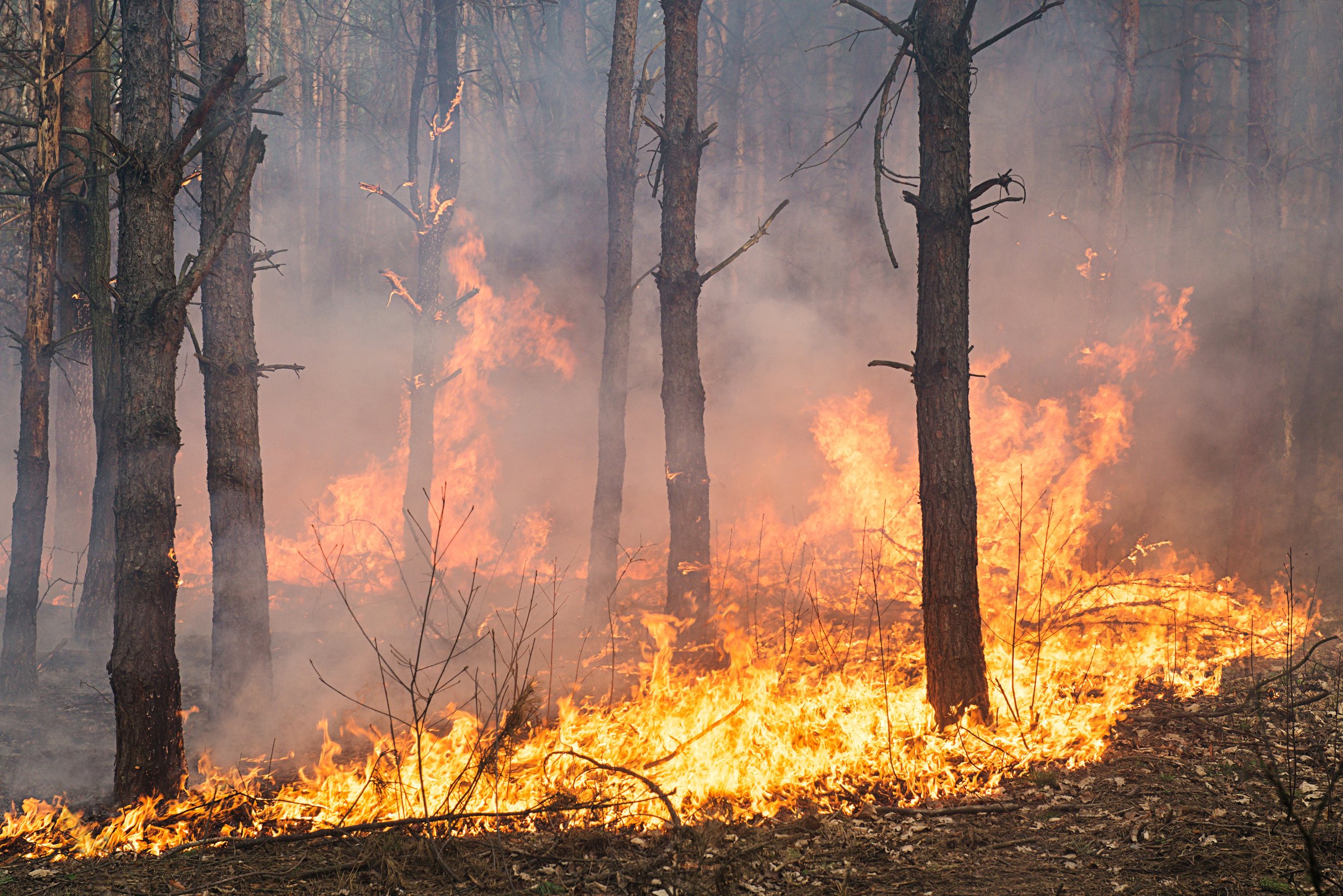 development-of-forest-fire-flame-is-starting-dama-2026-01-06-10-53-46-utc.jpg
