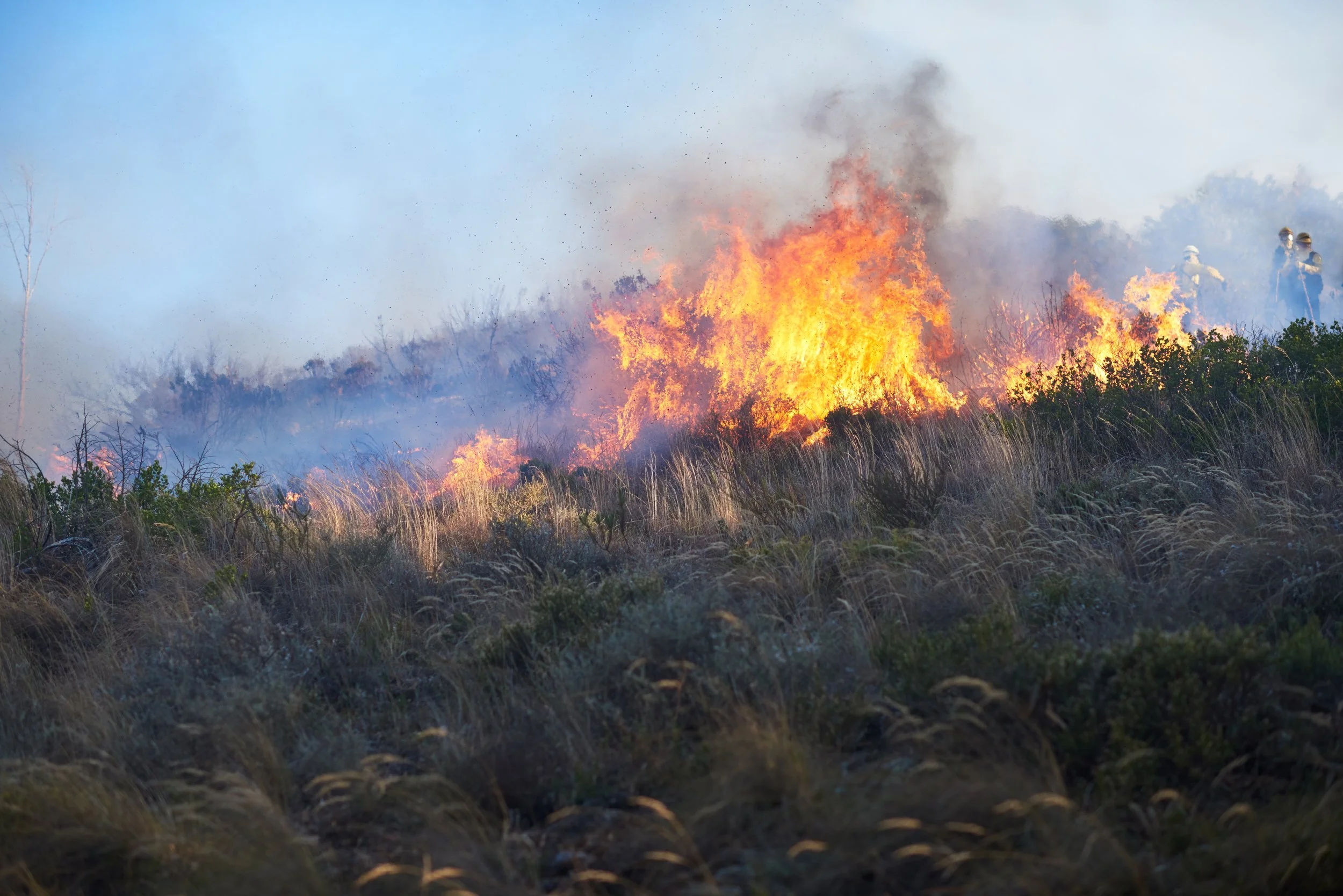 burning-everything-in-its-path-shot-of-a-wild-fir-2026-01-09-09-20-34-utc.jpg