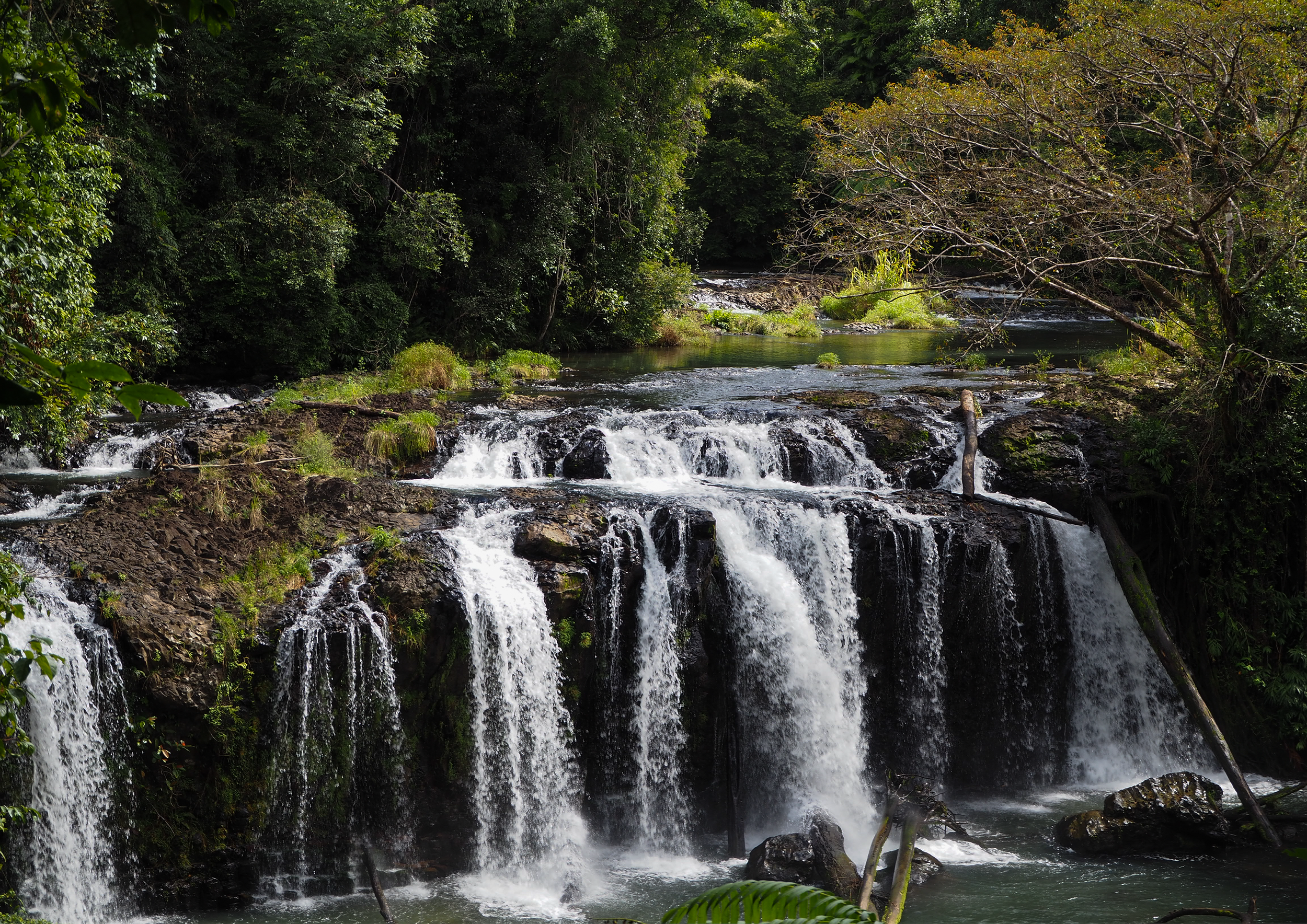 A lush green forest with a small waterfall flowing into a river surrounded by trees and vegetation.