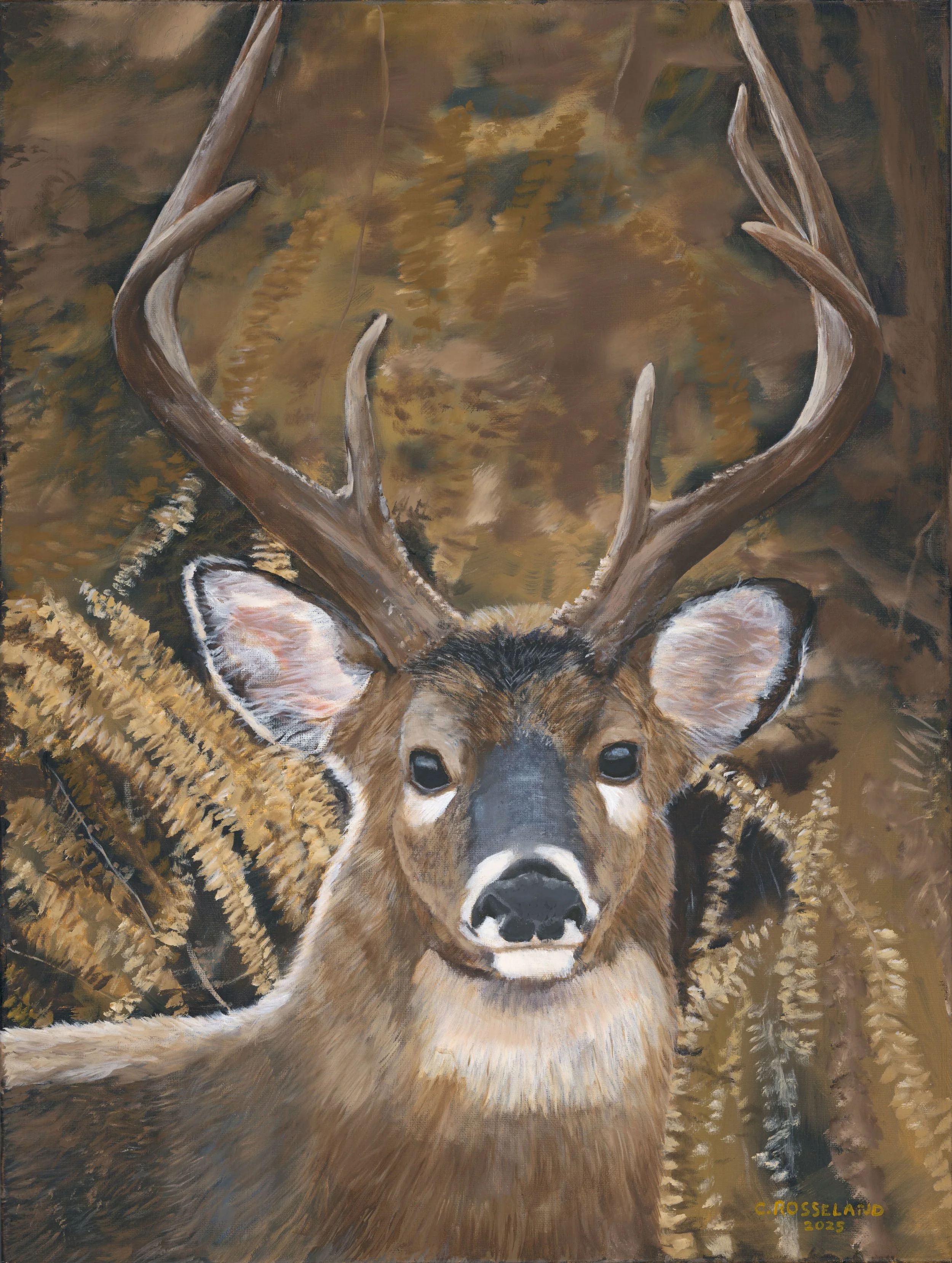 Majestic Buck in the Wilderness Giclee Print