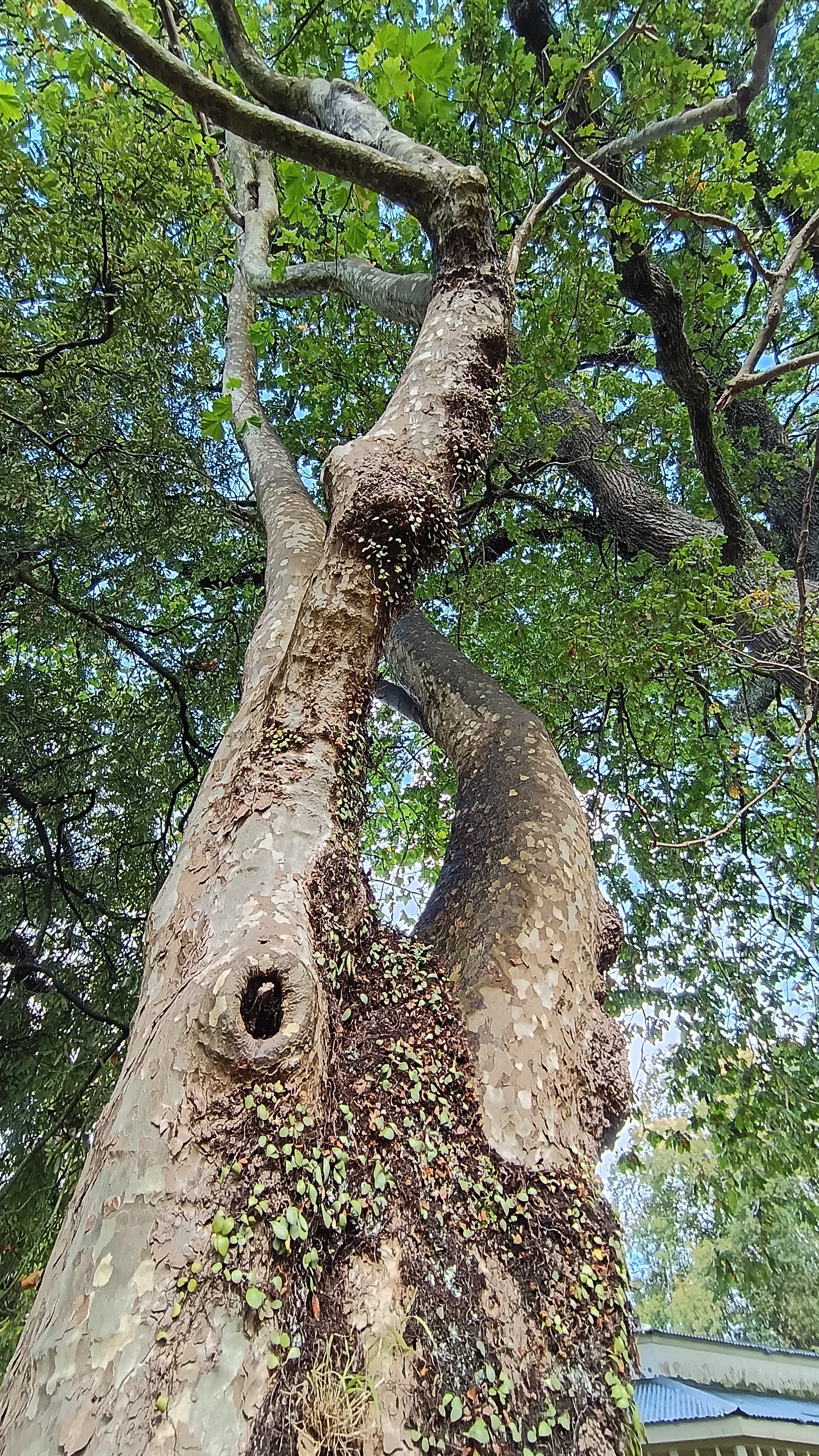 Looking up at a tall tree with textured bark and green leaves, with smaller plants growing on its trunk, and a building with a blue roof in the background.