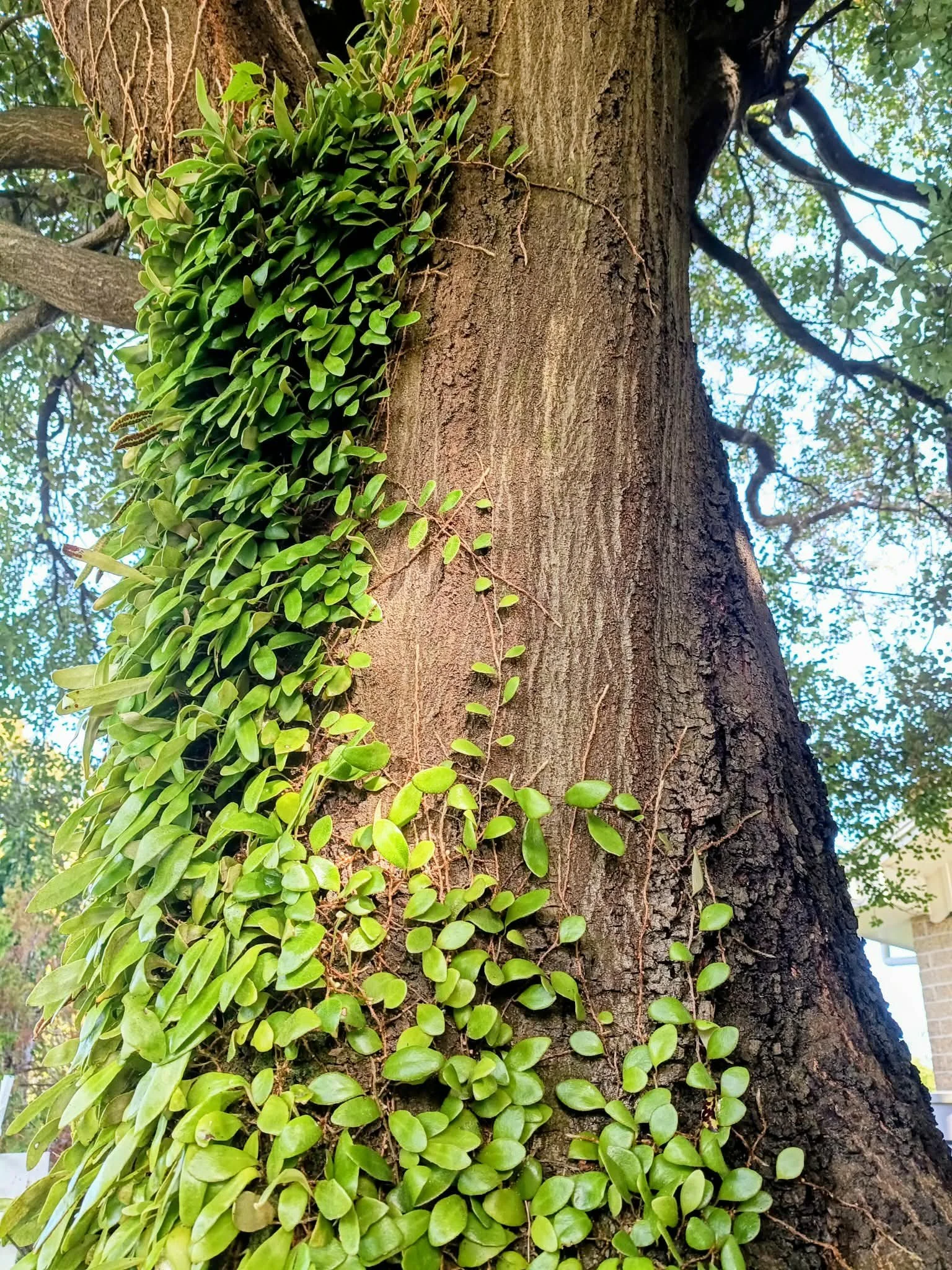 Close-up of tree trunk with pyrrosia growing along its surface and branches in the background.