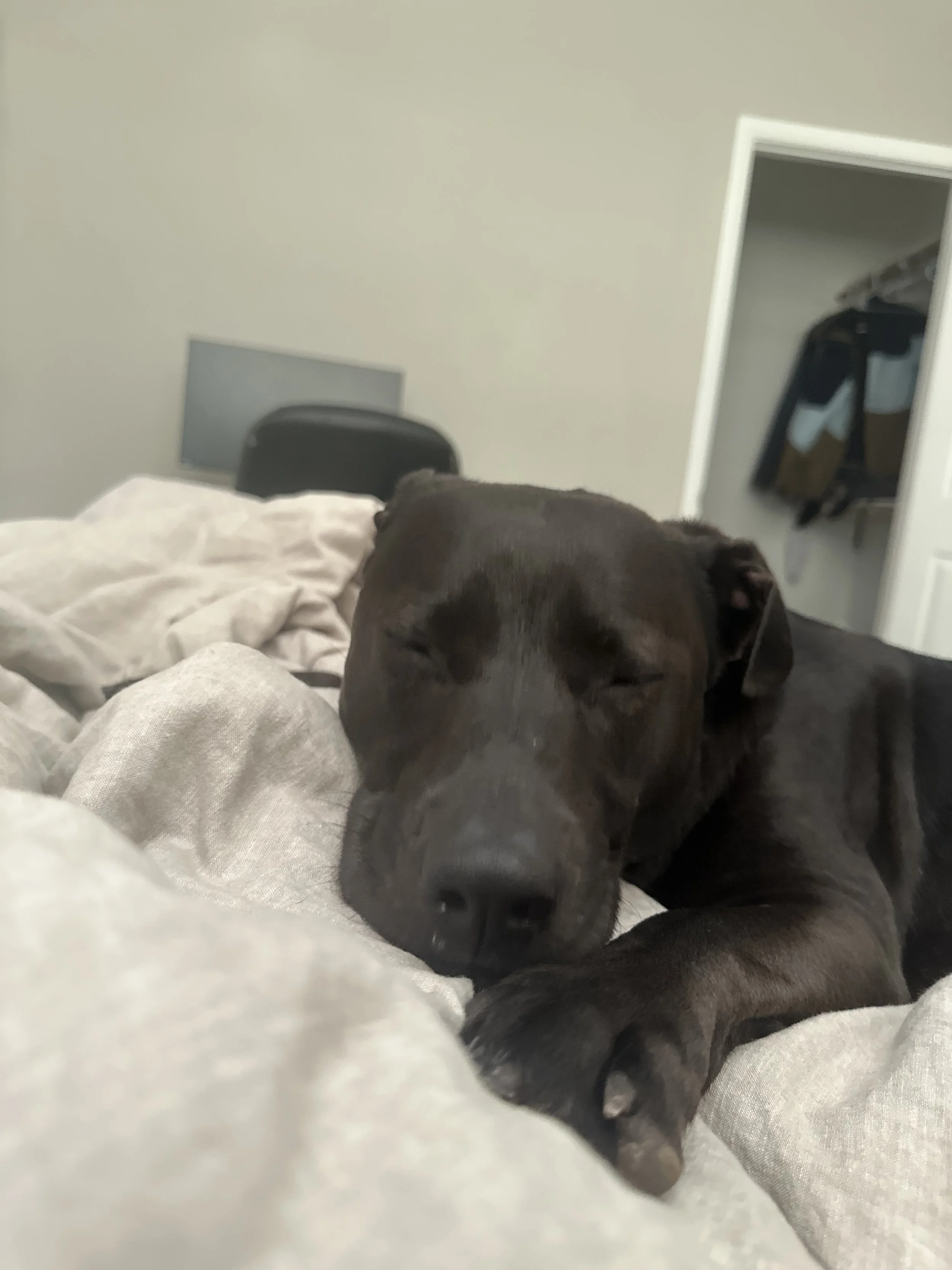 Walk the dog as a miracle cure to grief 