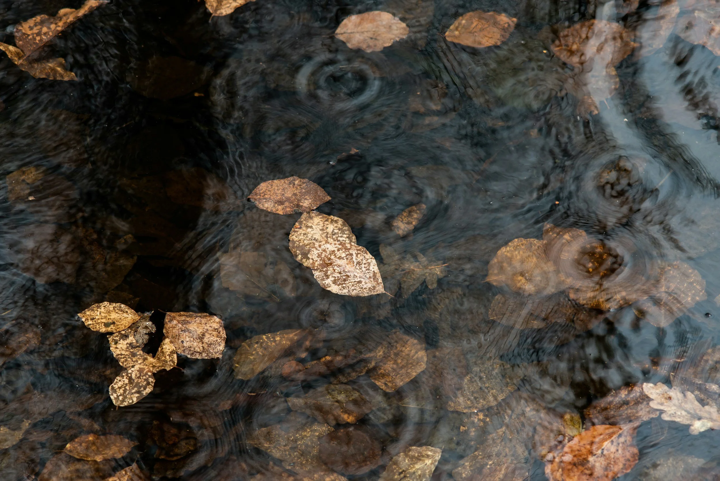 Fallen autumn leaves on a shallow stream, creating ripples in the water.